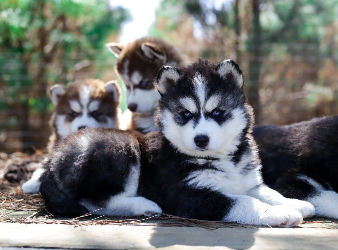 Healthy Siberian Husky Puppies Playing Together at Alvarado Huskies